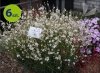 Gaura Gambit White 6 szt.
